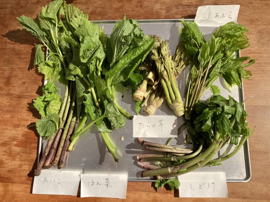 ウィズコロナVSウィズキャンサーどっちが重い？ジャスミン堀井の自然生活のススメvol.10