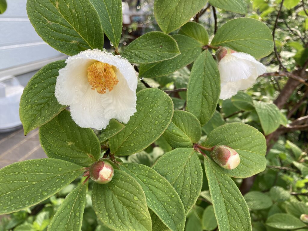 真コロナ対策。今こそ朝日を浴びて大地と繋がれ（ジャスミン堀井の自然生活のススメvol.11）