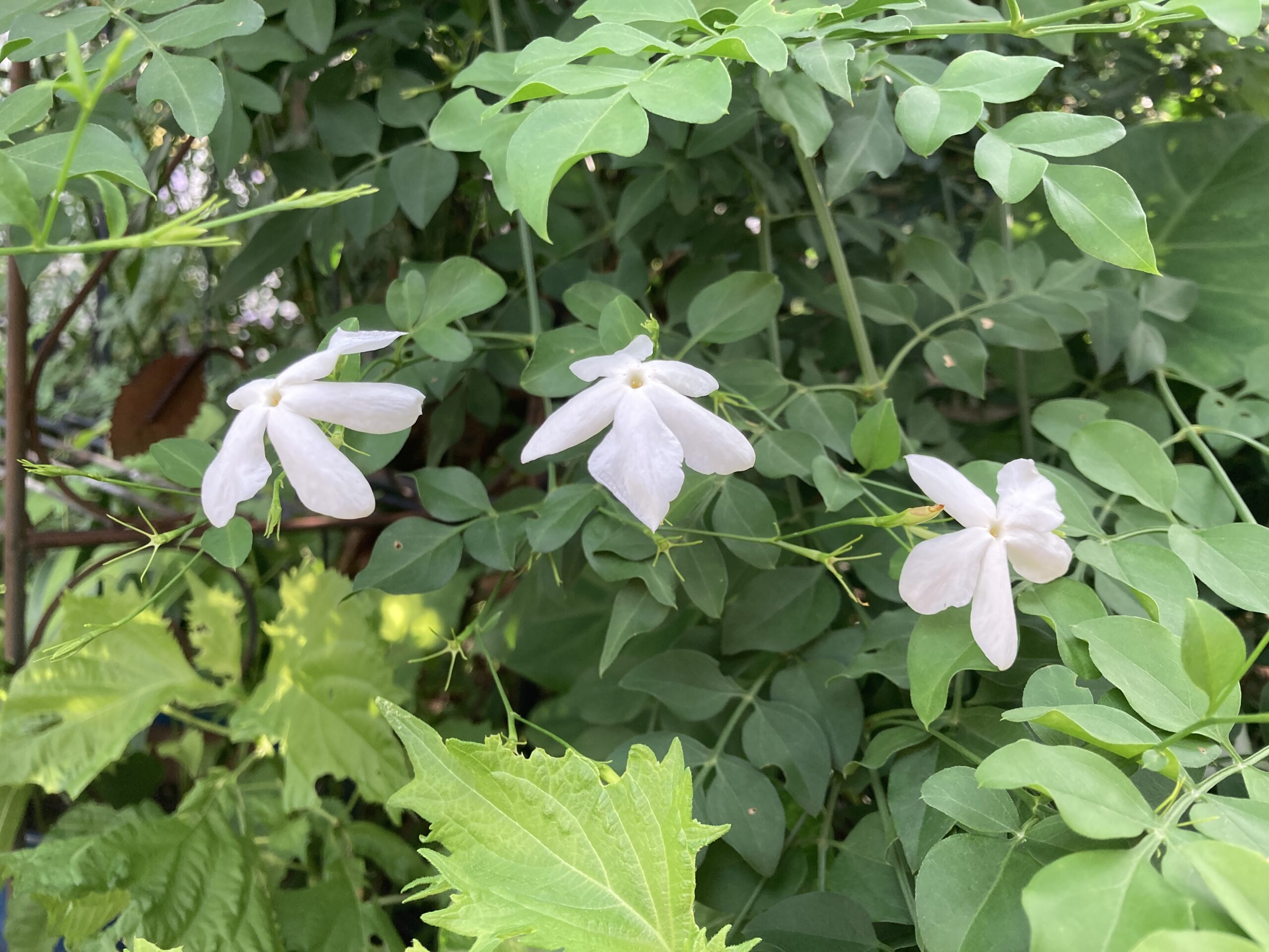 ジャスミン堀井の自然生活のススメ