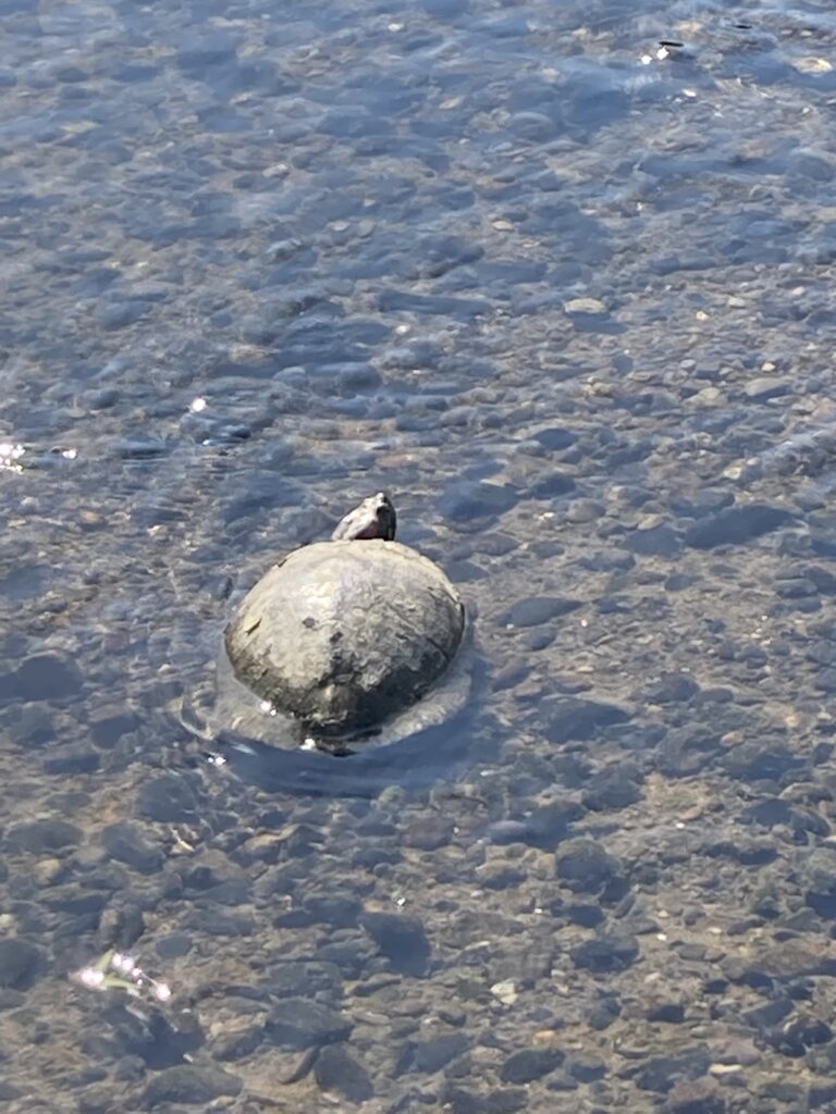 亀の恩返し。人生に無駄という文字はあるのかないのか。