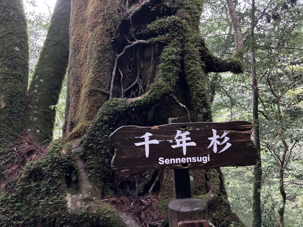 年末のご挨拶。ＱＯＬからＱＡＬＹへ。残りの人生どう活きますか？