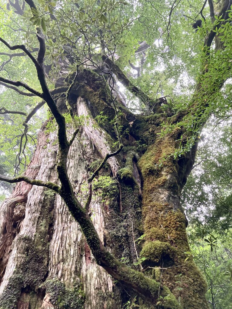 人体実験継続中。死と再生の瞑想合宿はワタシの身体からガンさんを消してくれるのか